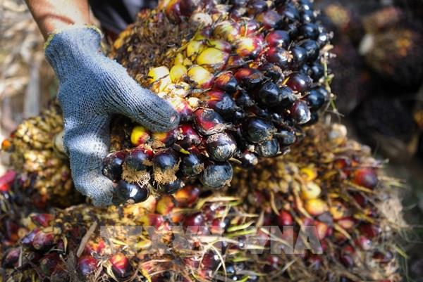 Chính sách hạn chế xuất khẩu dầu cọ có thể đẩy giá tăng cao