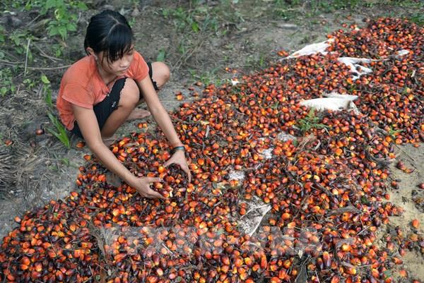 Indonesia phạt các công ty sản xuất dầu cọ hoạt động trong các khu vực rừng