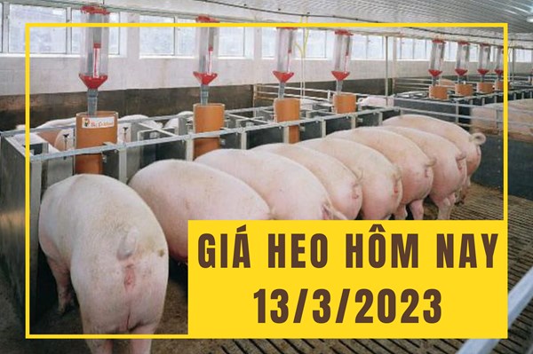 Giá heo hơi hôm nay 13/3: Đi ngang, dao động trong khoảng 46.000 - 52.000 đồng/kg