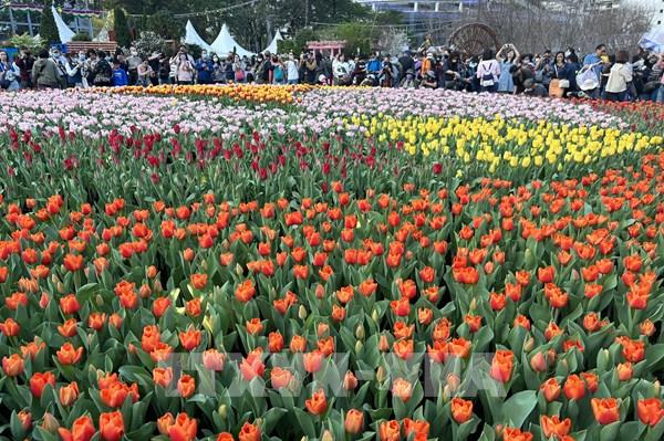 Ngập tràn sắc màu tại Triển lãm hoa ở Kong Kong (Trung Quốc)