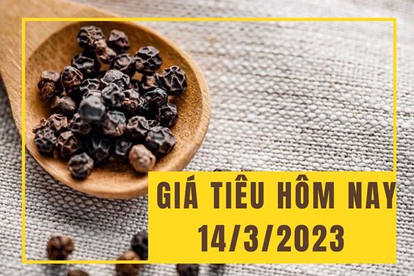 Giá tiêu hôm nay 15/3 trầm lắng tại các vùng trọng điểm
