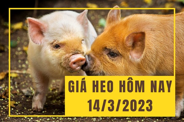 Giá heo hơi hôm nay 14/3: Giảm nhẹ ở một vài tỉnh thành