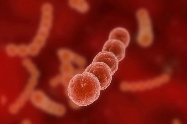 Bộ Y tế khuyến cáo các biện pháp phòng lây nhiễm liên cầu lợn sang người