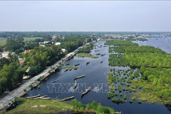 Đơn vị thi công cam kết khắc phục trồng lại rừng ngập mặn tại Thừa Thiên – Huế