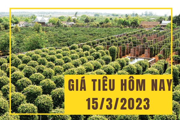 Giá tiêu ngày 16/3: Tiếp tục tăng trở lại nhờ hoạt động xuất khẩu?