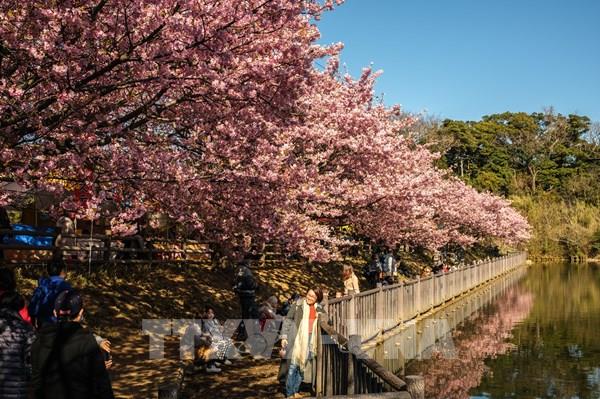 Thủ đô Tokyo (Nhật Bản) đón mùa hoa anh đào sớm bất thường