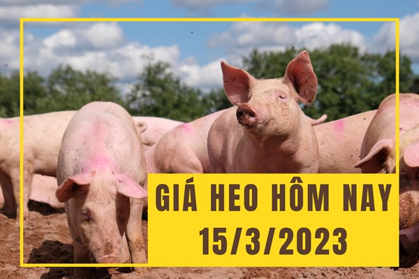 Giá heo hơi hôm nay 15/3: Chững lại cả ba miền
