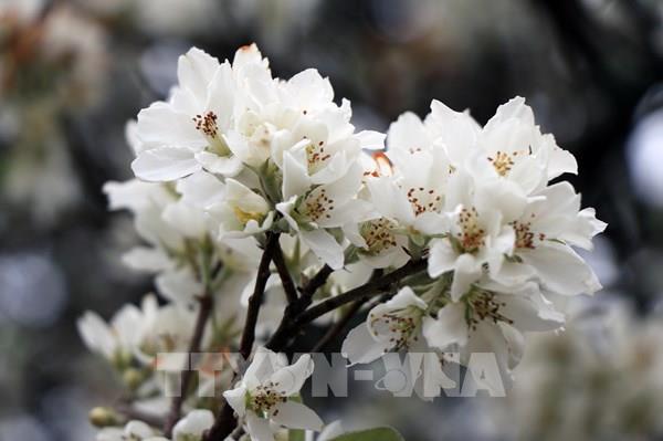 Mùa hoa sơn tra trên rẻo cao Sơn La