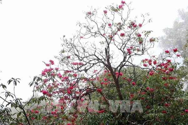 Khám phá vẻ đẹp hoang sơ trên đỉnh Bạch Mộc Lương Tử