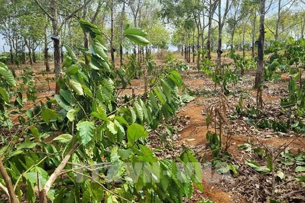 Gia Lai điều tra vụ chặt phá vườn cà phê của người dân