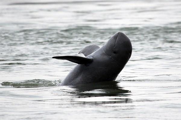 Campuchia nỗ lực cứu cá heo Irrawaddy sông Mekong sắp tuyệt chủng