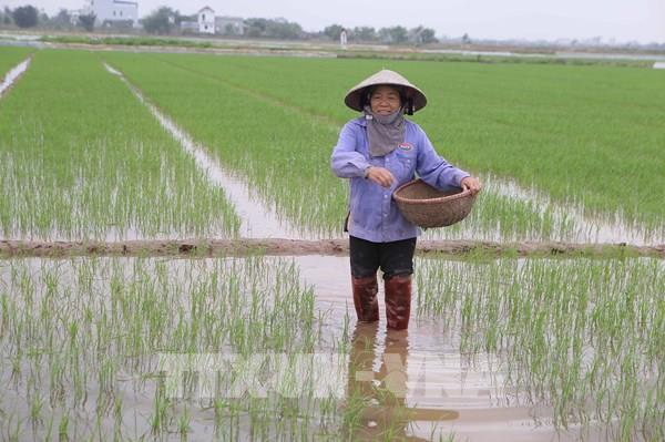 Bắc Bộ giám sát chặt chẽ dịch hại phát sinh trên lúa