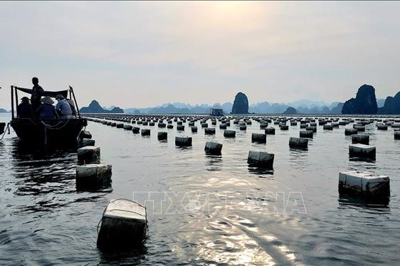 Tạm giam Chủ tịch phường do "bảo kê" nuôi trồng thủy sản trên vịnh Bái Tử Long