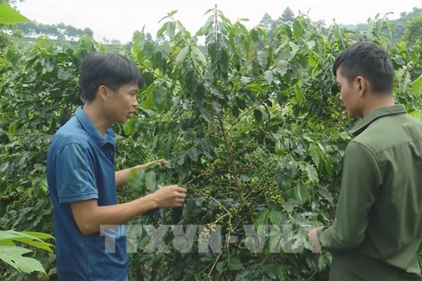 Sơn La chuyển đổi sản xuất theo hướng hữu cơ