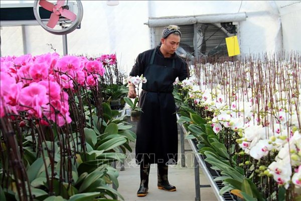 Phát triển hợp tác xã từ thực tiễn ở Nam Định - Bài cuối: Hướng tới sự bền vững