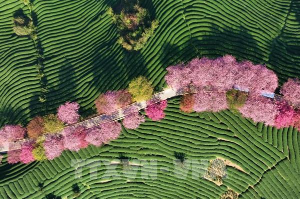 Chiêm ngưỡng hoa anh đào nở rộ tại nhiều nước trên thế giới