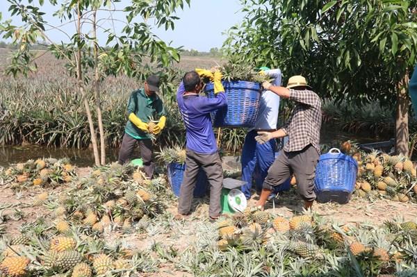 Gia tăng giá trị trái dứa chủ lực vùng Đồng Tháp Mười