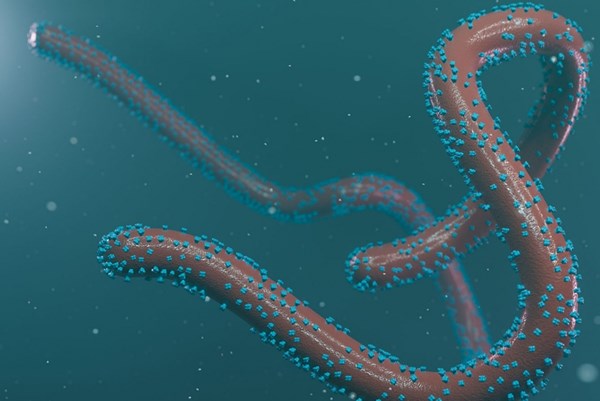 Bộ Y tế yêu cầu giám sát chặt dịch bệnh nguy hiểm Marburg