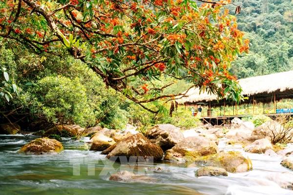 Rực rỡ sắc hoa Vàng Anh bên suối nước Moọc ở Phong Nha (Quảng Bình)