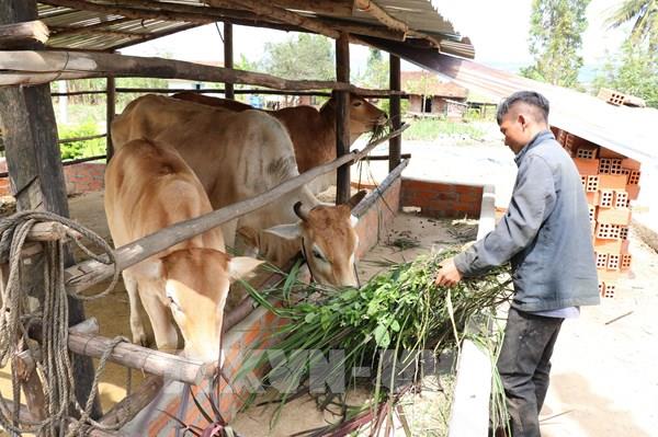 Nhiều mô hình giúp người dân tộc ở K’bang phát triển kinh tế gia đình