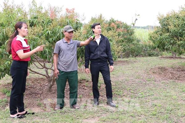 Vốn chính sách giúp đồng bào thiểu số nghèo ở Gia Lai vượt khó