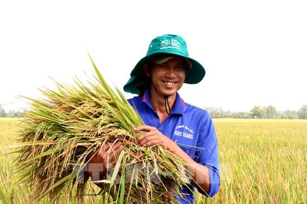 Cần Thơ có lợi thế tham gia Đề án 1 triệu hecta lúa chất lượng cao