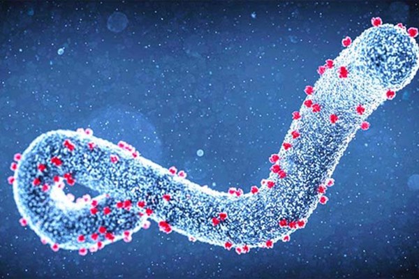 Cảnh giác với bệnh do virus Marburg​