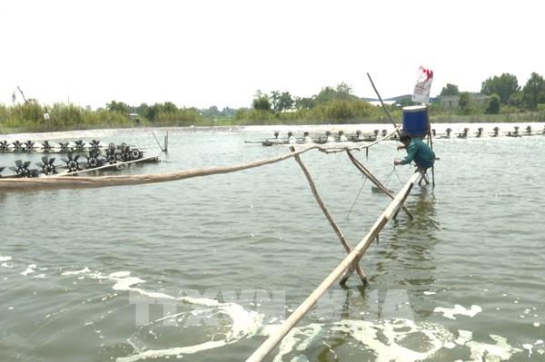 Bất chấp cảnh báo, người nuôi tôm Đồng Tháp Mười vẫn tăng diện tích
