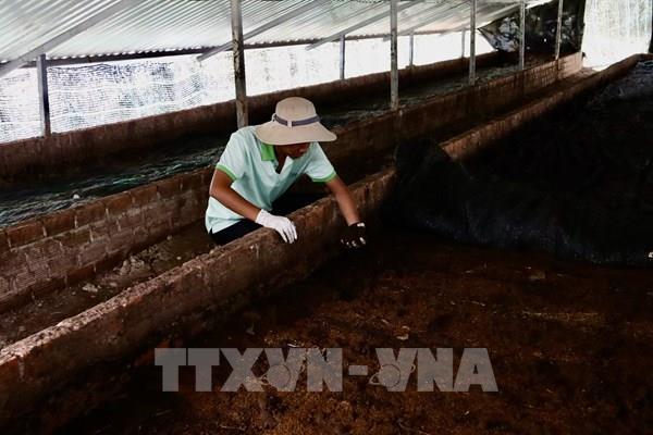  Cần hoàn thiện các cơ chế, chính sách chăn nuôi tuần hoàn, hữu cơ