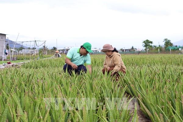 Nông nghiệp tuần hoàn - Bài cuối: Nhân rộng chuỗi giá trị