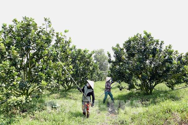 Nông nghiệp tuần hoàn - Bài 2: Mô hình không phế phẩm