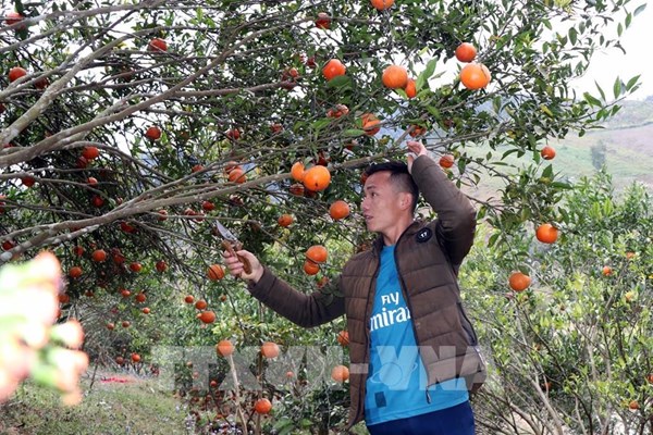 Sơn La xây dựng chuỗi liên kết sản xuất nông nghiệp