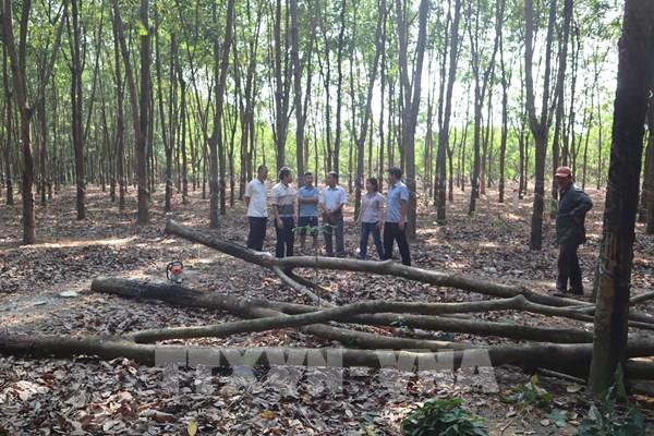 Bình Phước: Người dân hiến hàng ngàn mét vuông đất làm đường giao thông