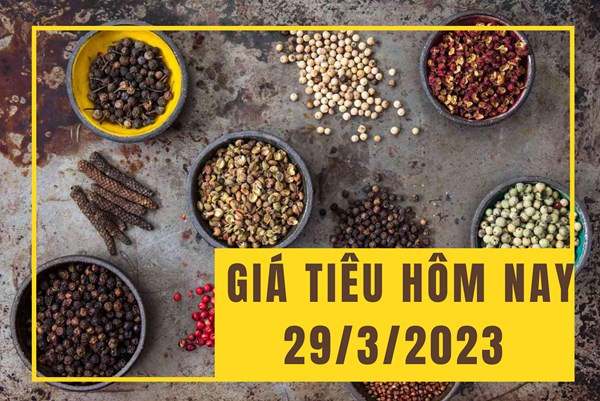 Giá tiêu hôm nay 29/3: Tiếp tục duy trì xu hướng trầm lắng