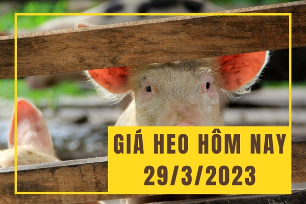 Giá heo hơi hôm nay 29/3: Diễn biến chưa mấy tích cực