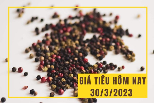 Giá tiêu hôm nay 30/3: Giảm nhẹ 500 đồng/kg