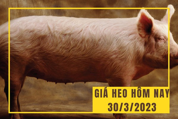 Giá heo hơi hôm nay 30/3: Tiếp tục dao động từ 48.000 - 52.000 đồng/kg