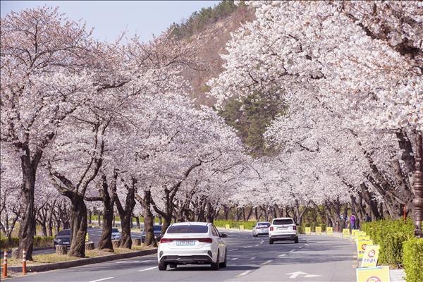  Độc đáo sắc Xuân ở Cố đô Gyeongju của Xứ sở Kim Chi