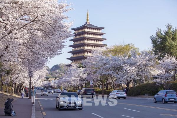 Hoa anh đào ở Cố đô Gyeongju, Hàn Quốc nhuốm trắng hồng lãng mạn và kiêu sa