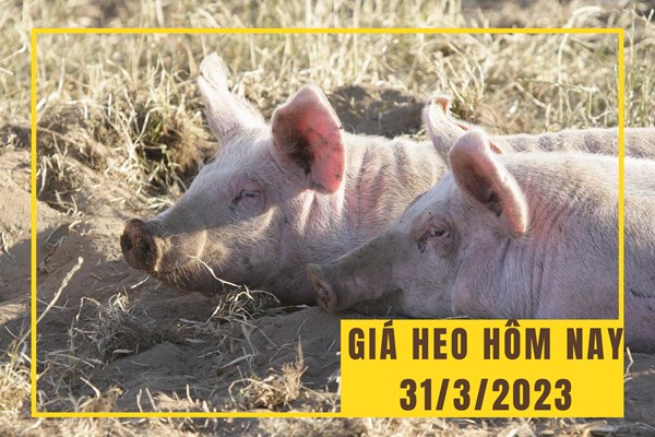 Giá heo hơi hôm nay 31/3: Xu hướng đi ngang bao trùm thị trường