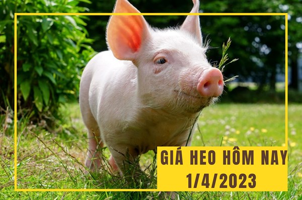 Giá heo hơi ngày 1/4: Lặng sóng ngày cuối tuần?