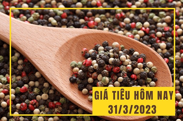Giá tiêu hôm nay 31/3: Đi ngang trên cả nước