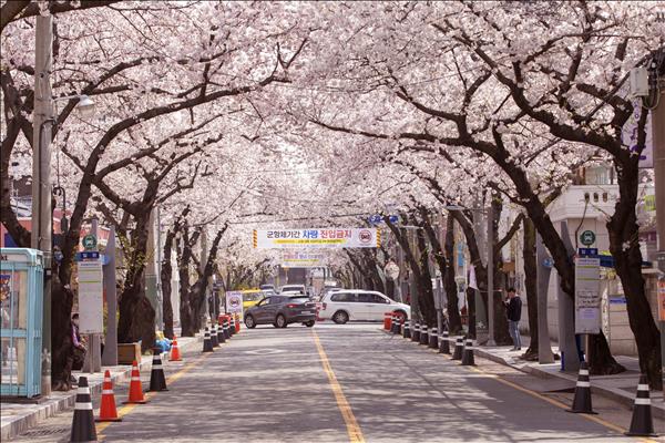 Độc đáo Lễ hội hoa Anh đào thường niên lớn nhất Hàn Quốc