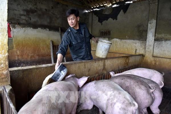 Giá lợn tại Thanh Hoá giảm khiến người chăn nuôi gặp khó