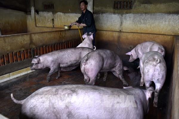 Định hướng phát triển ngành chăn nuôi bền vững