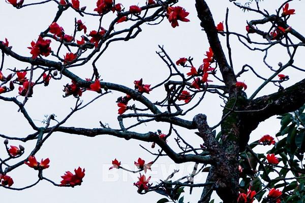 Top những điểm check-in hoa gạo đẹp nhất tại Hà Nội 