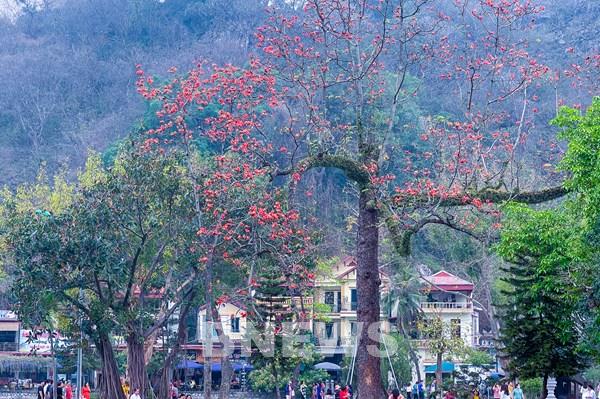 Say đắm những hình ảnh chùa Thầy mùa hoa gạo thắp lửa