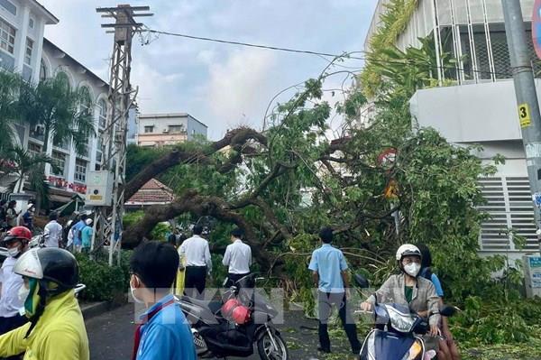 TP. Hồ Chí Minh: Đổ cây xanh trong trường học, nhiều người bị thương