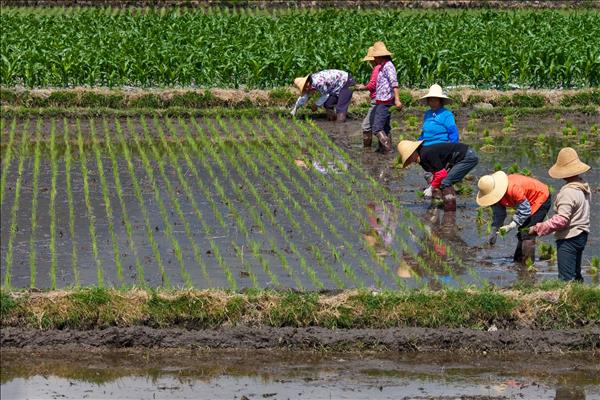 Trung Quốc ra mắt nền tảng dữ liệu lớn thúc đẩy phát triển ngành lúa gạo