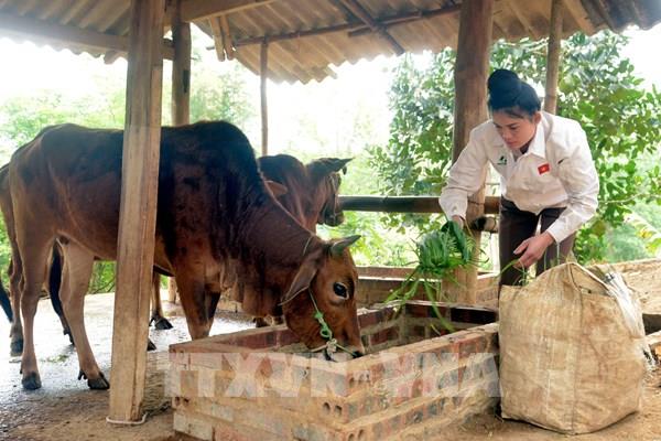 Vốn chính sách thành điểm tựa cho phụ nữ vùng cao